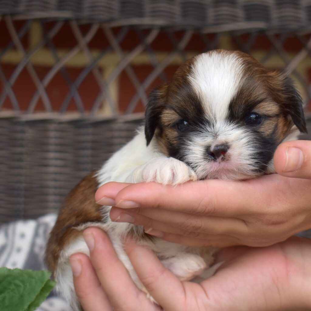 shih tzu breeders near me ny
