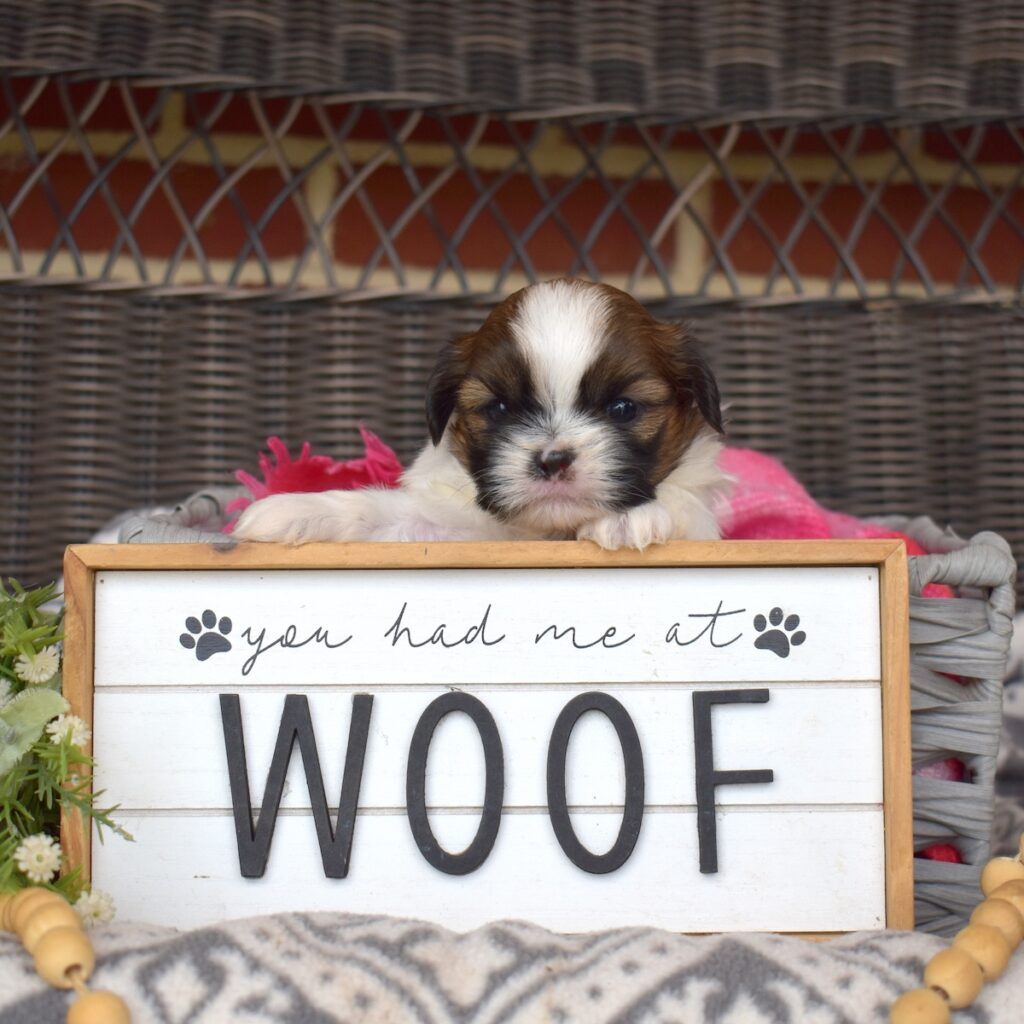 shih tzu breeders near me vet checked puppies