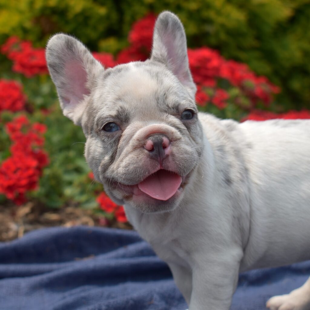 white french bulldogs