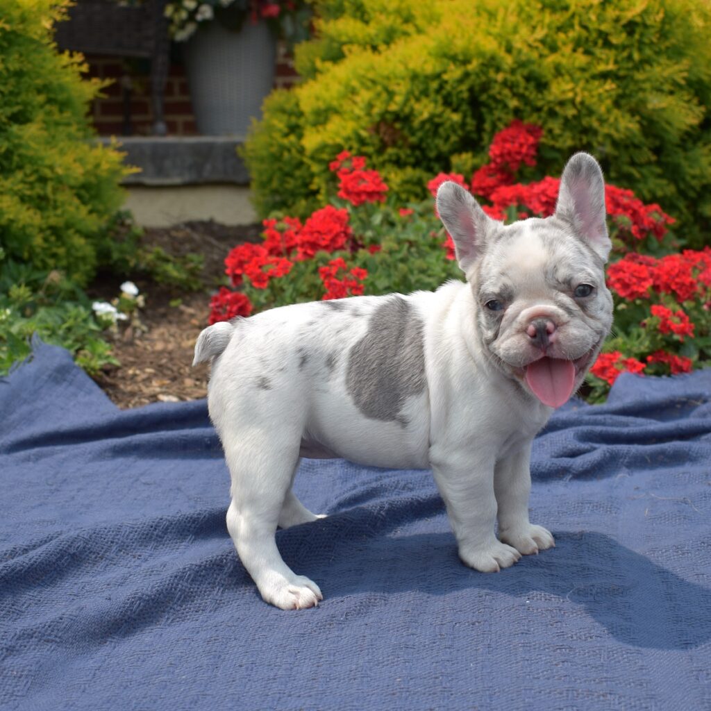 white french bulldogs for sale