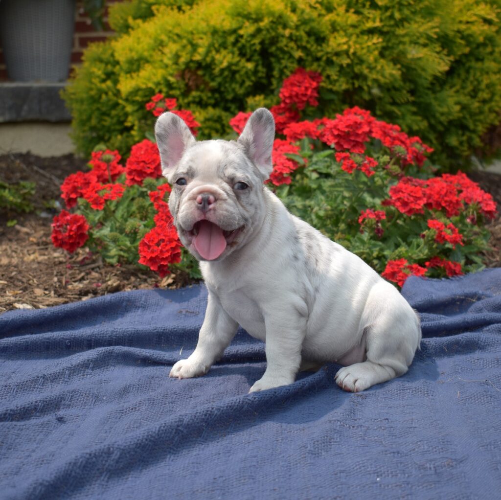 white french bulldogs for sale near me pa