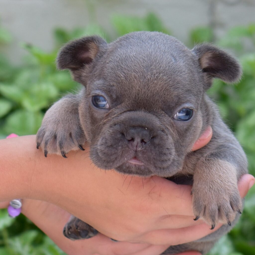 French bull dog near me