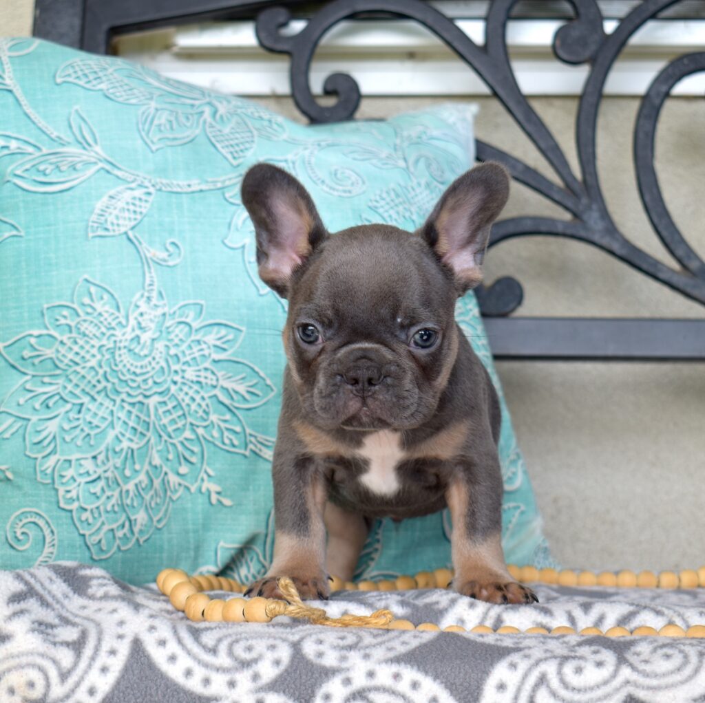 French bull dog near me