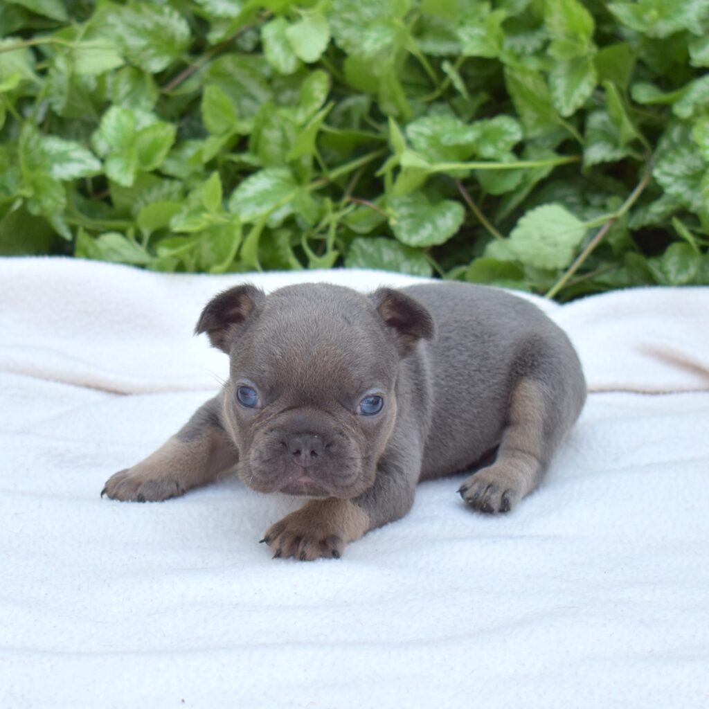 French bull dog near me dc