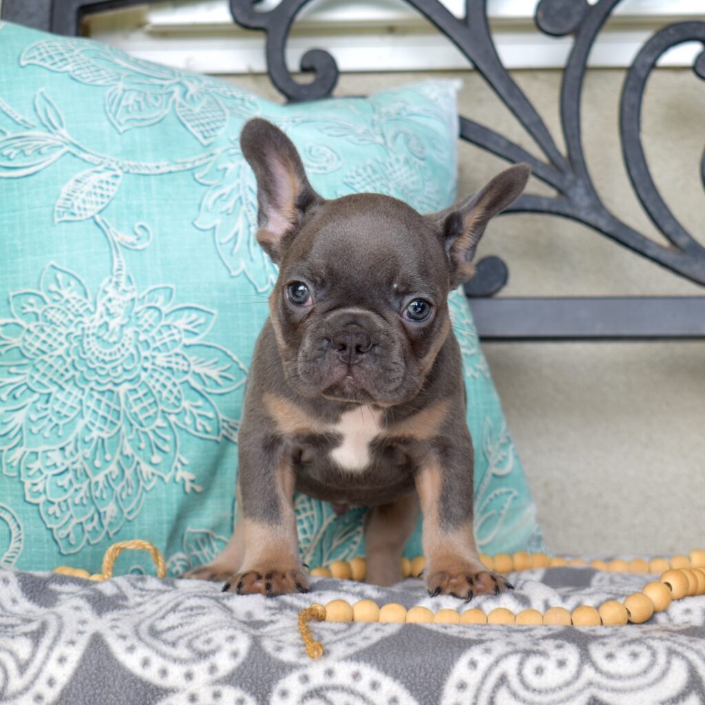 French bull dog near me in pa