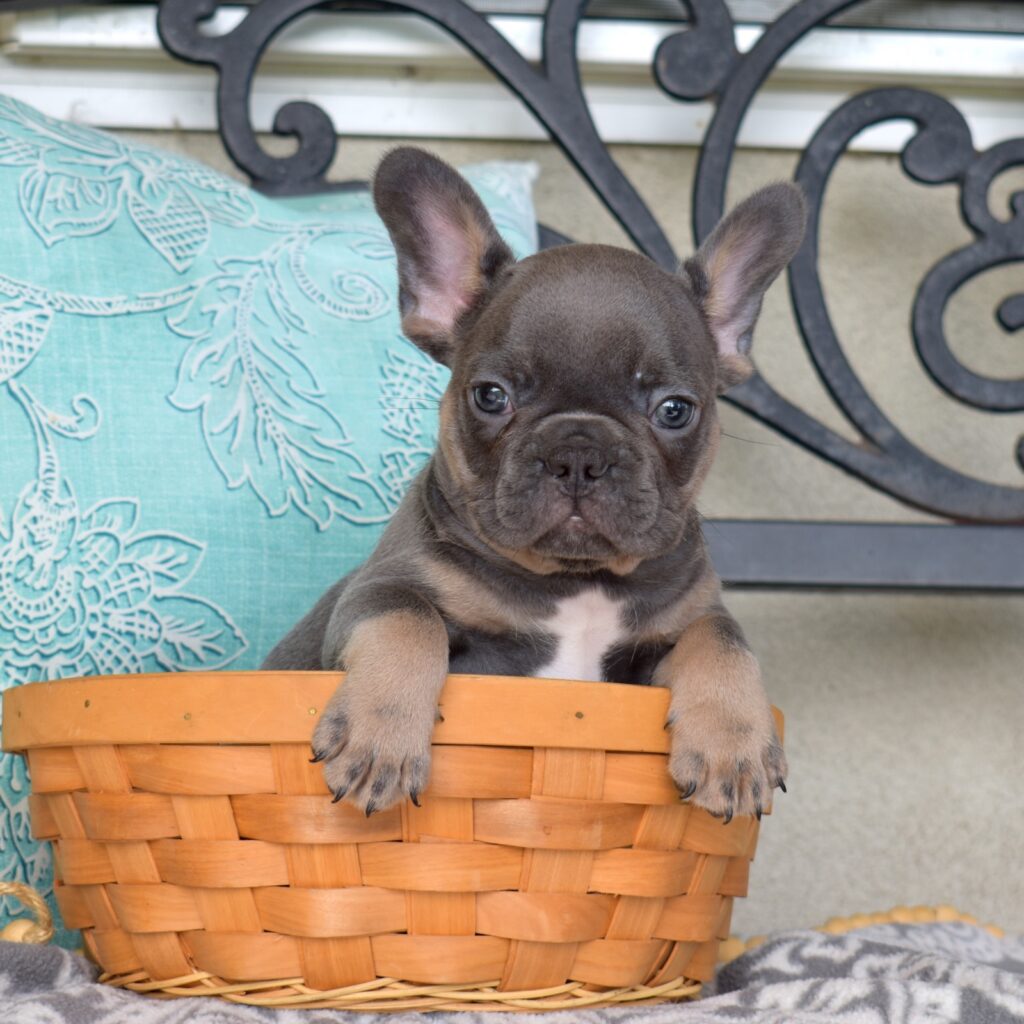 French bull dog near me new jersey