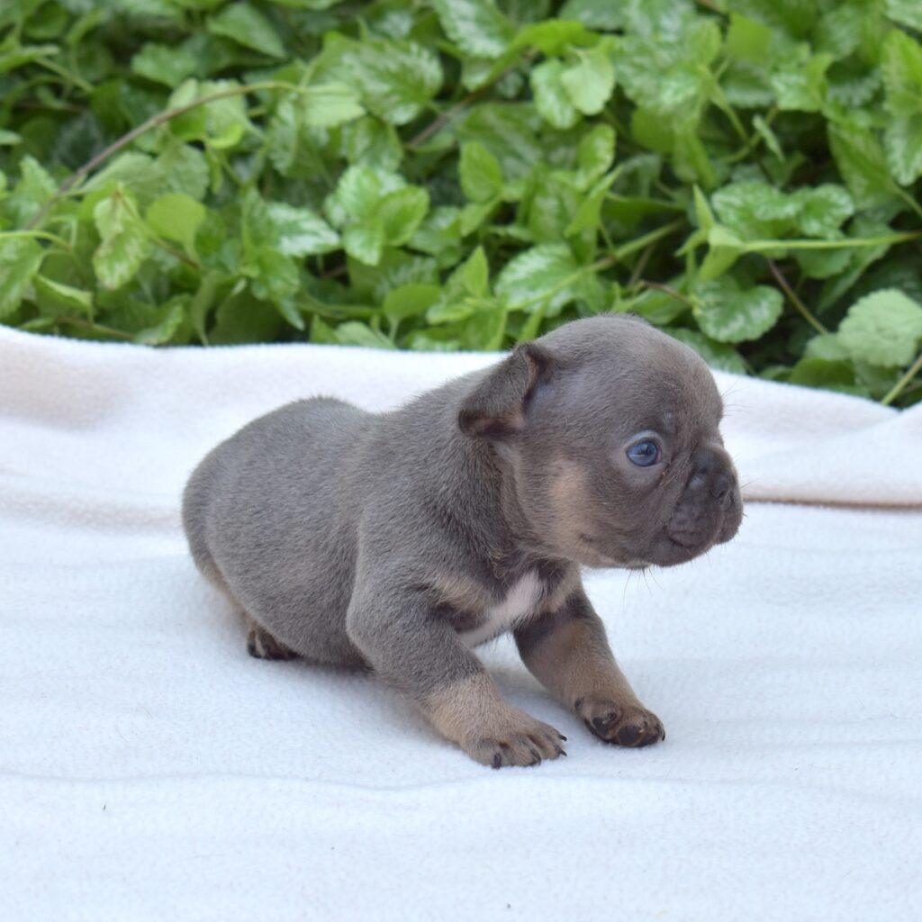 French bull dog near me vet checked