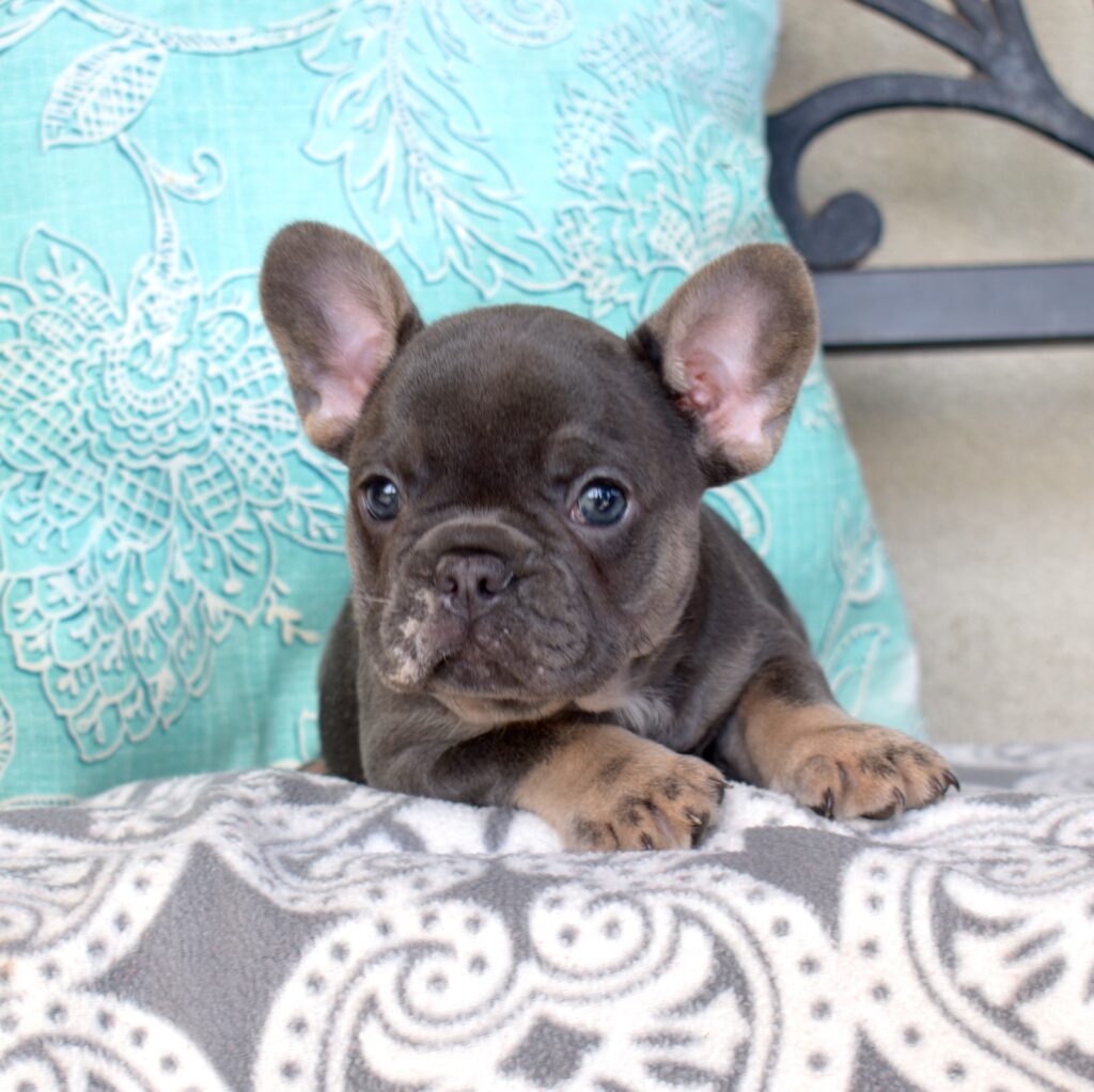 French bulldogs for sale
