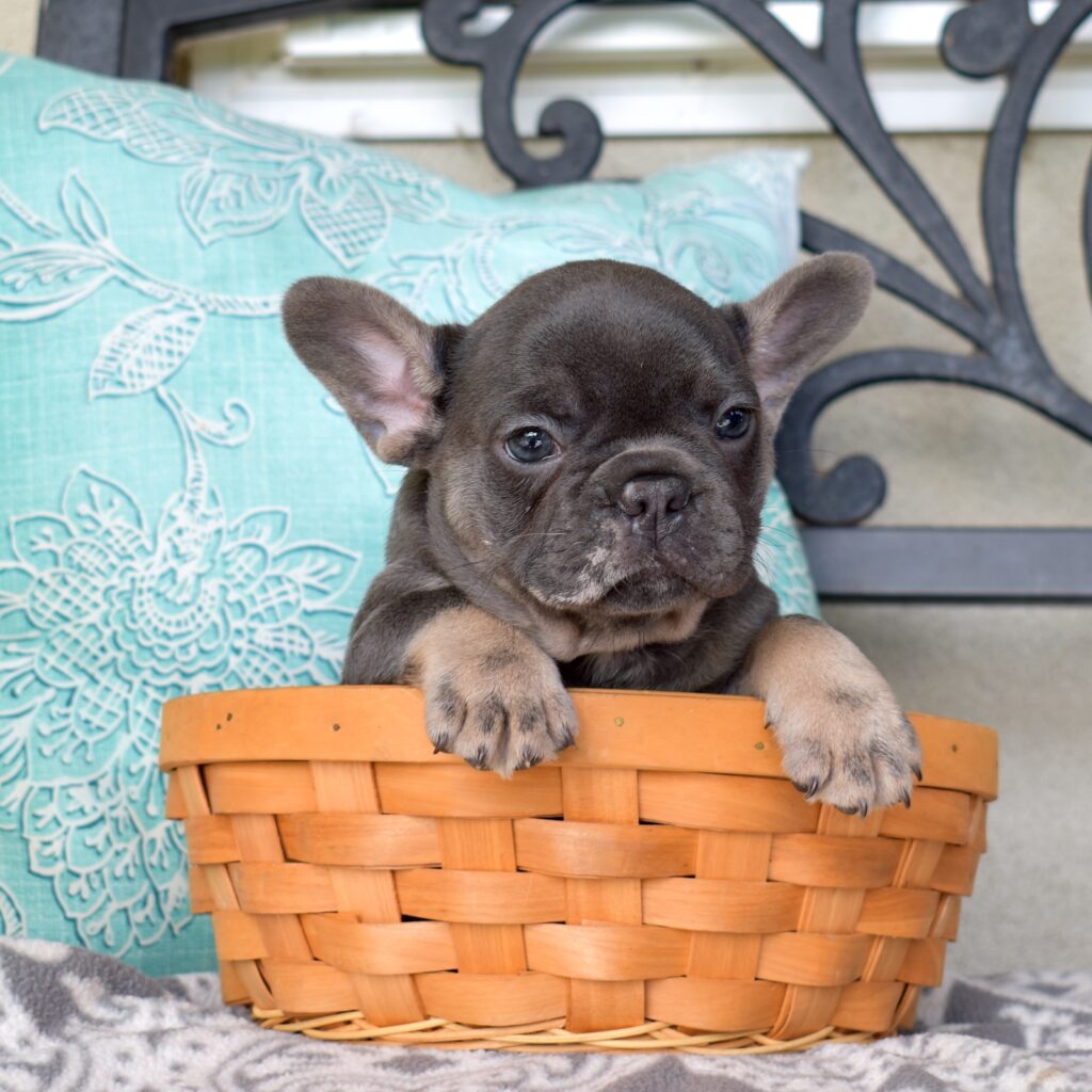 French bulldogs for sale at sweet dream puppies
