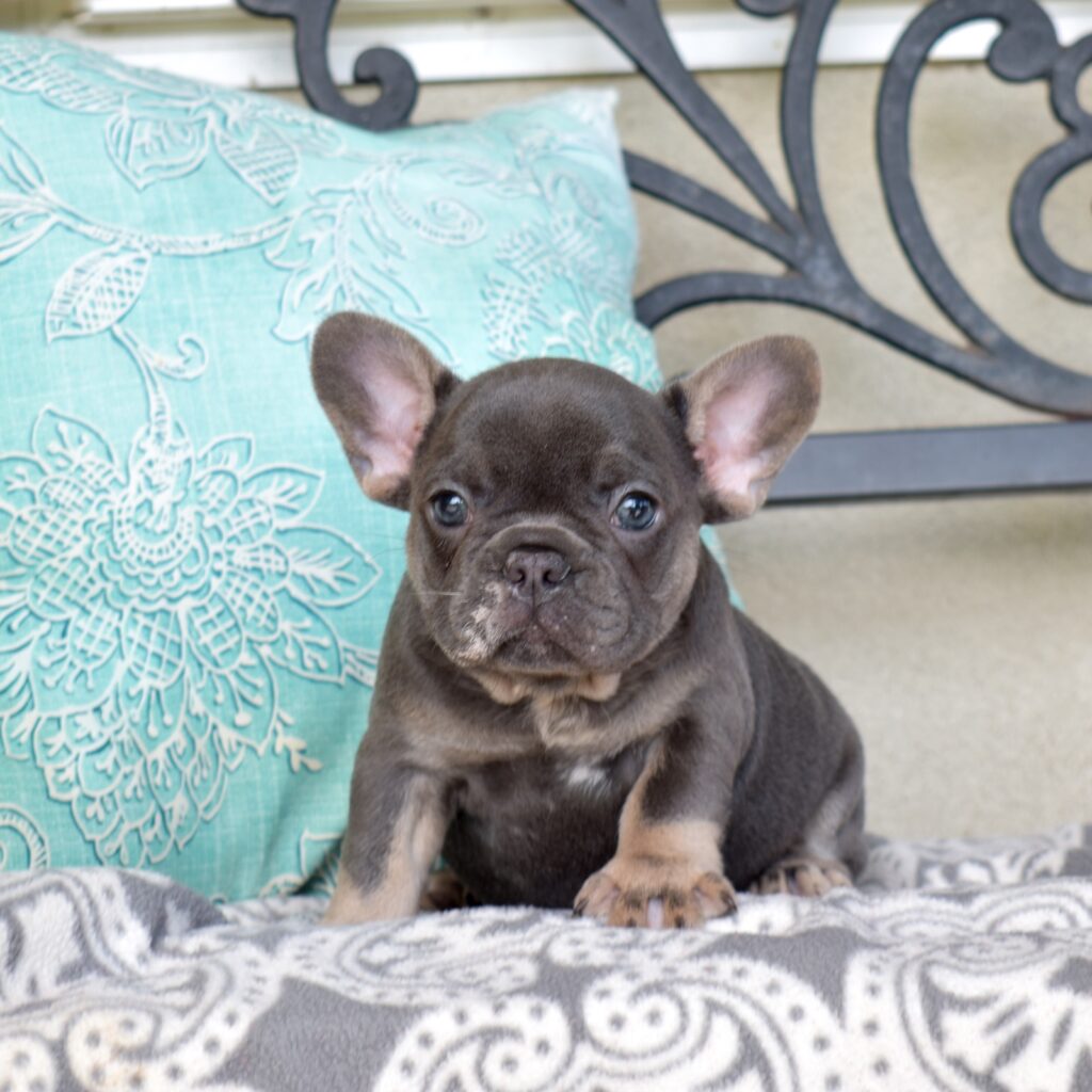 French bulldogs for sale in pa