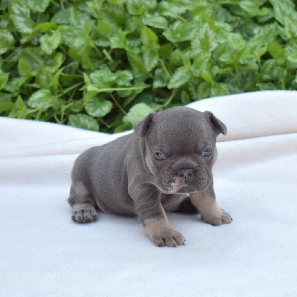 French bulldogs for sale near me