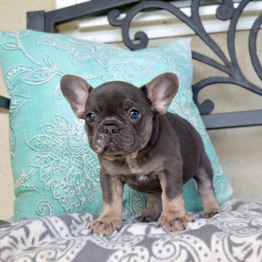 French bulldogs for sale near me