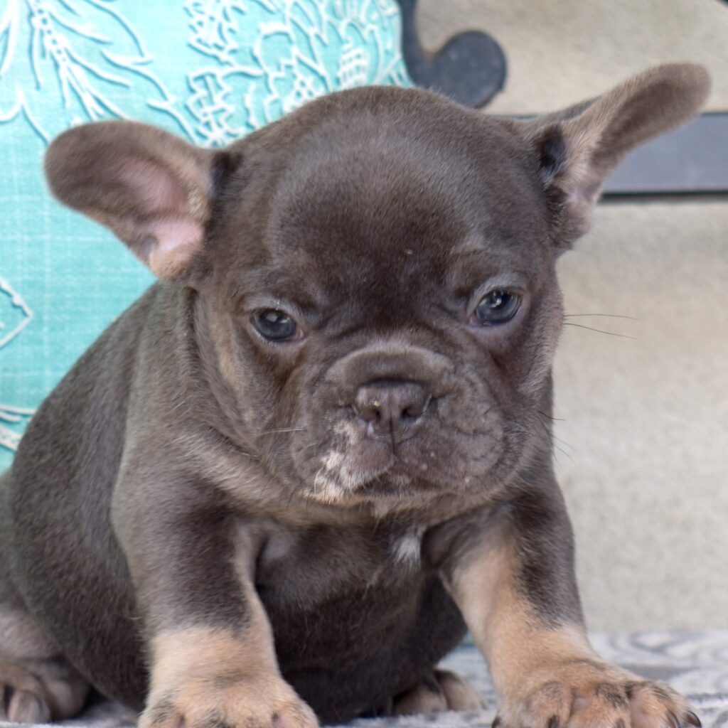French bulldogs for sale near me in pa