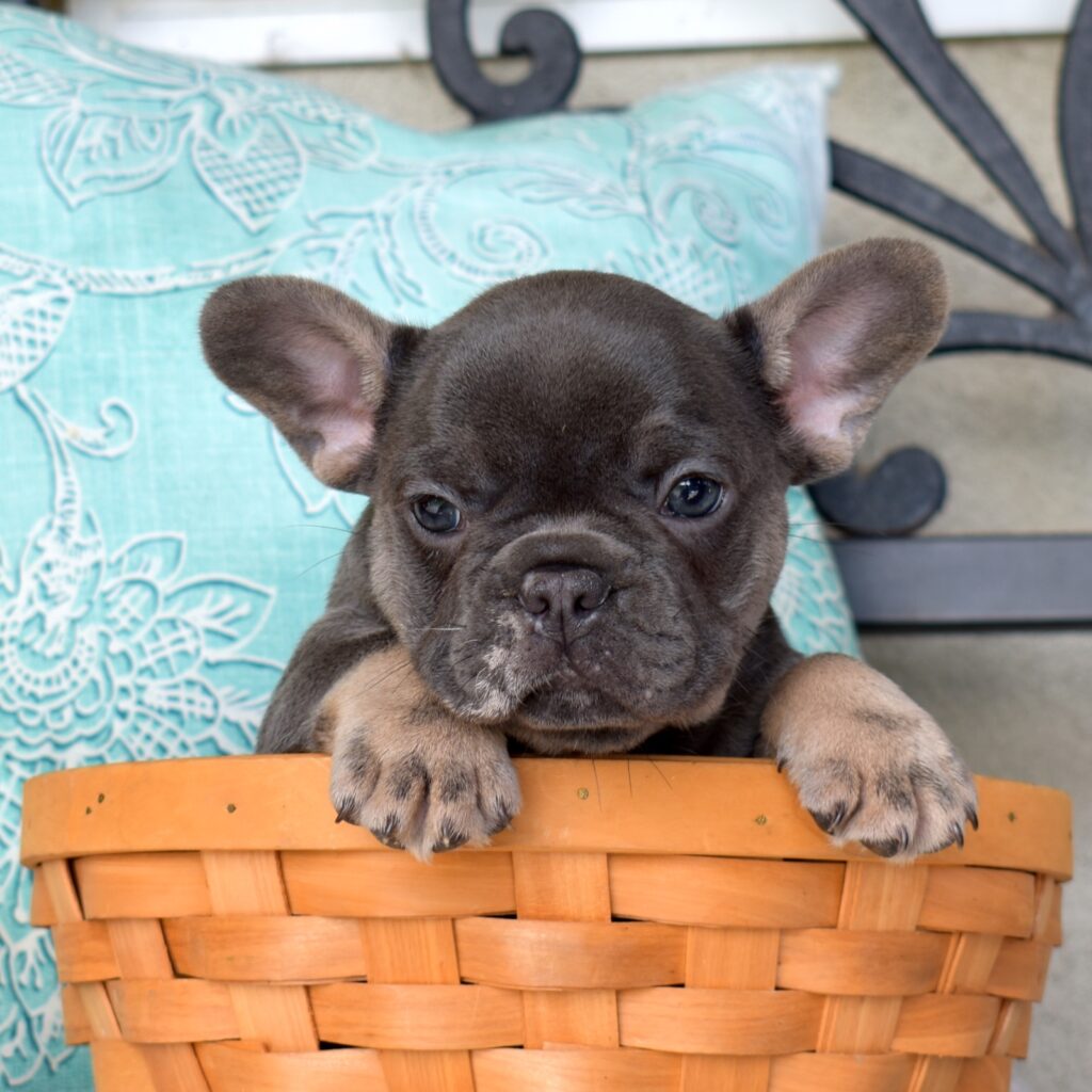 French bulldogs for sale pa
