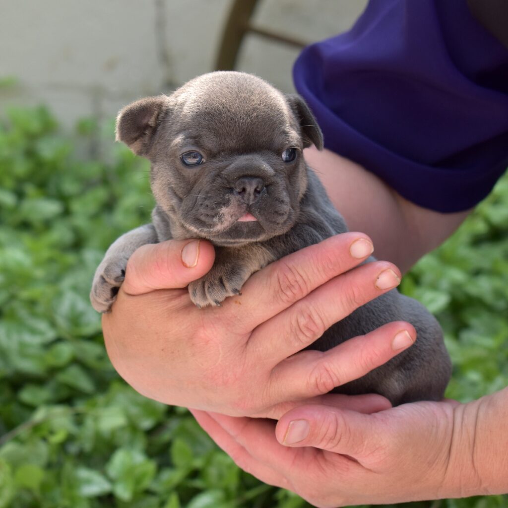 French bulldogs for sale puppies