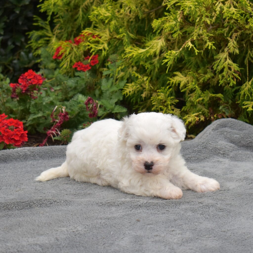 bichon frise for sale