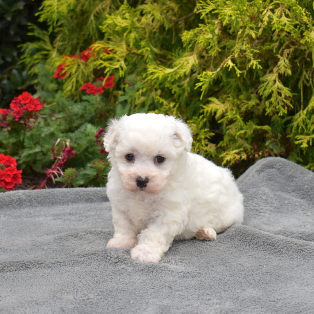 bichon frise for sale miniature