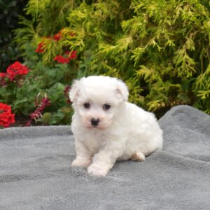 bichon frise for sale miniature