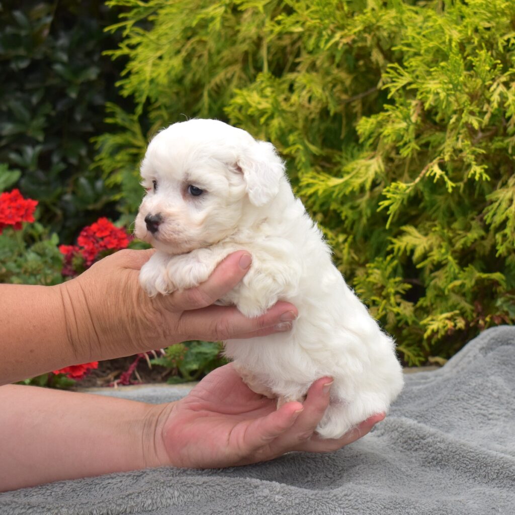 bichon frise for sale minis near me