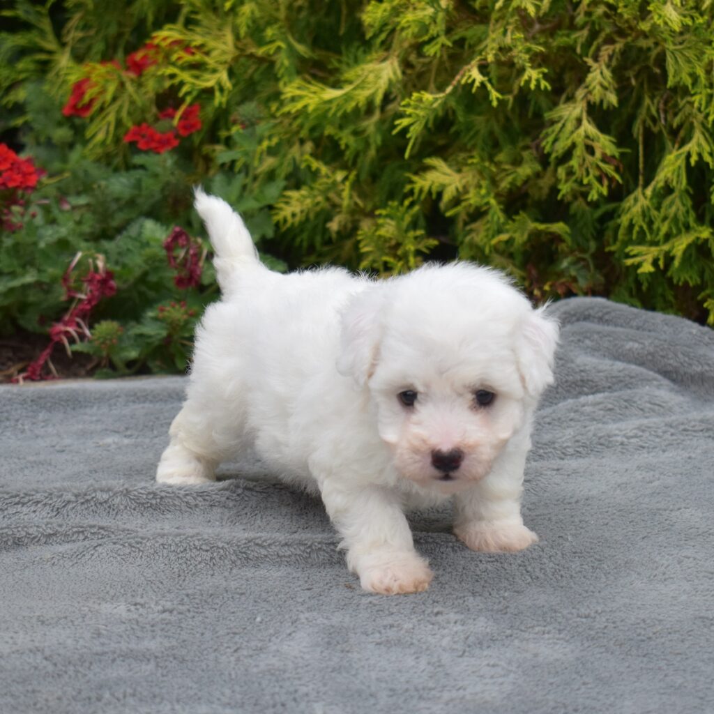 bichon frise mini
