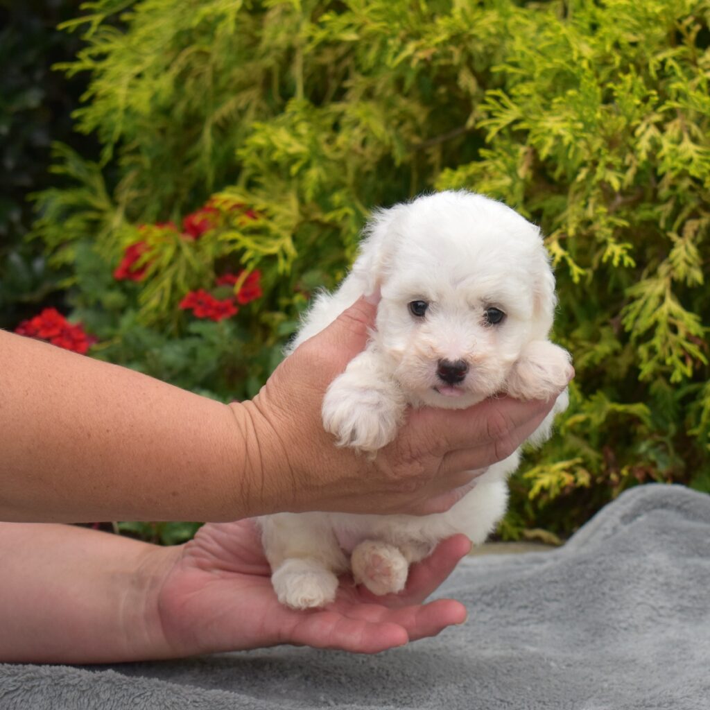 bichon frise mini puppies for sale