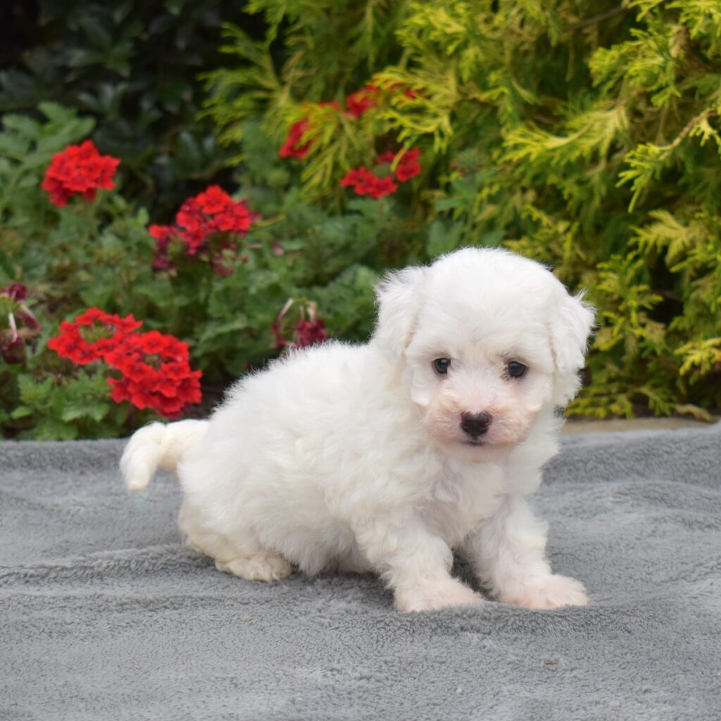 bichon frise mini puppy