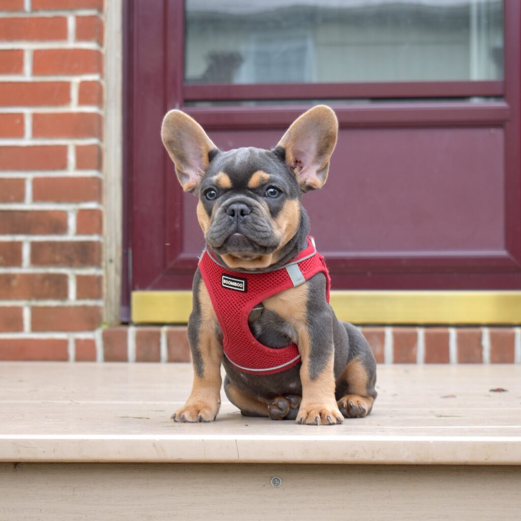 black and tan frenchie