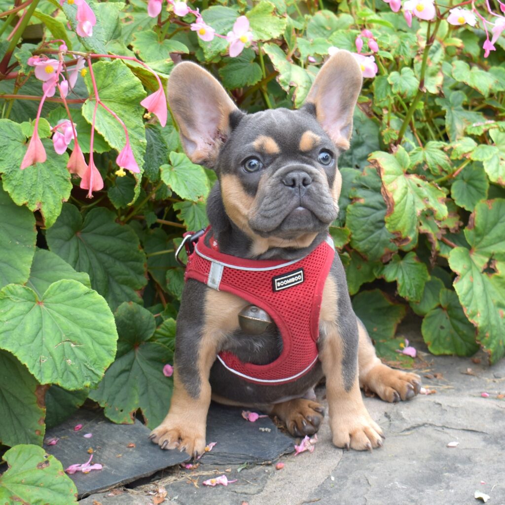 black and tan frenchie for sale