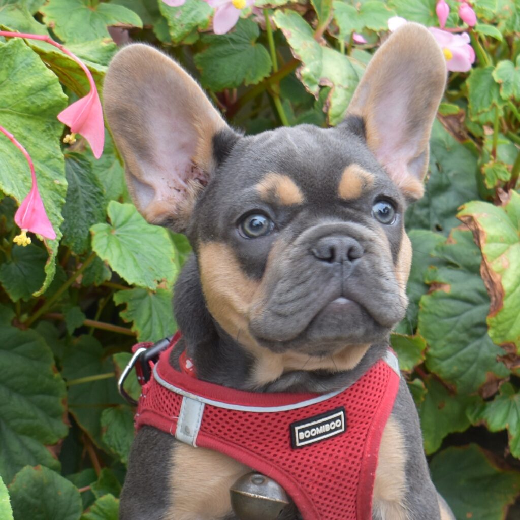 black and tan frenchie near me