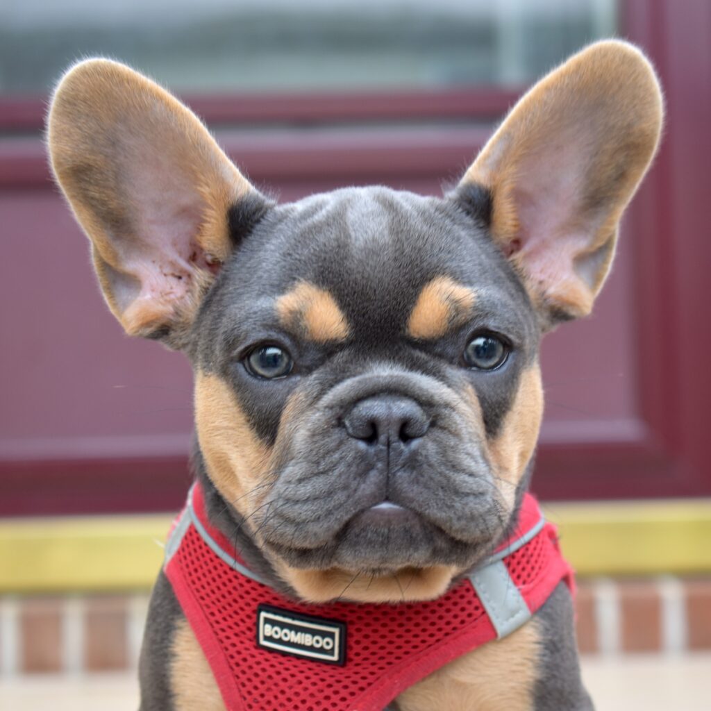 black and tan frenchie near me for sale