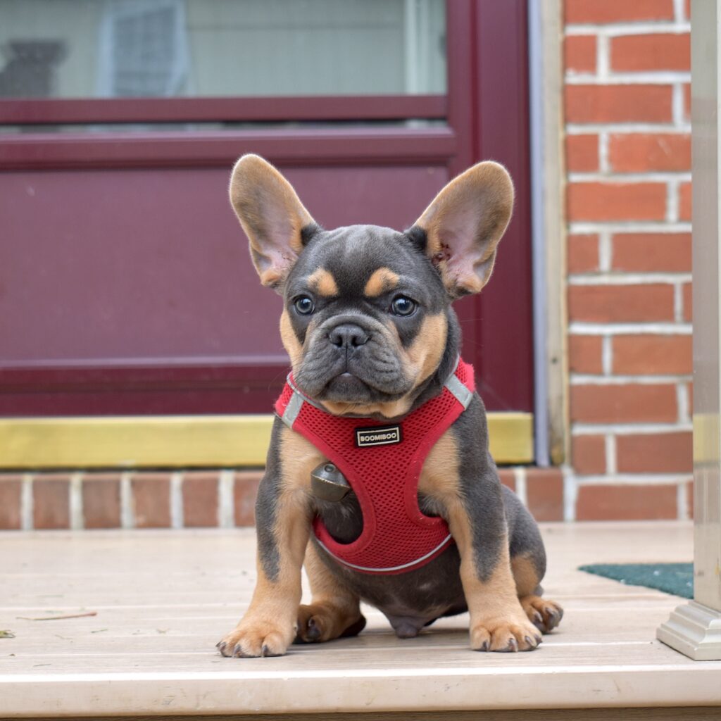 black and tan frenchie puppies