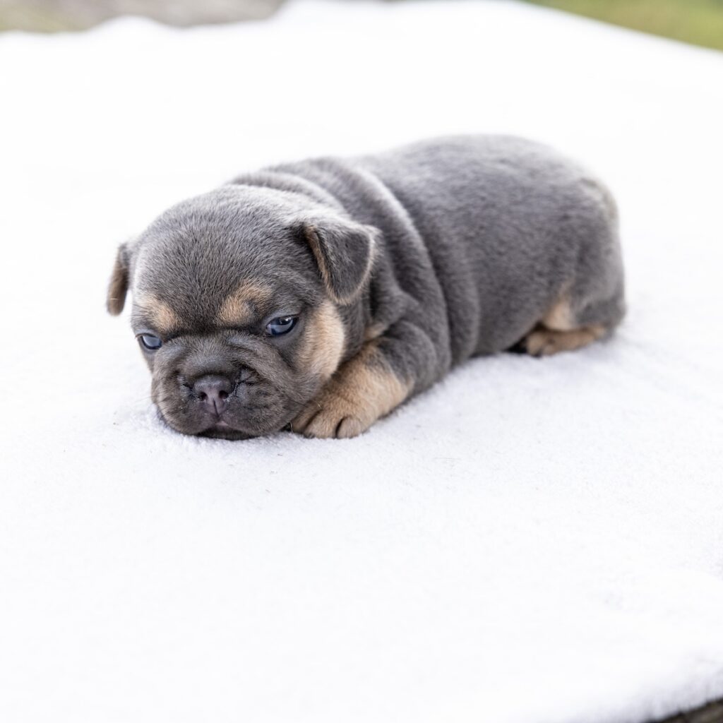 black and tan frenchie puppies