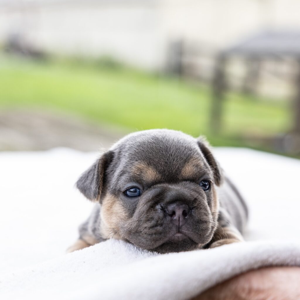 black and tan frenchie puppies for sale near me