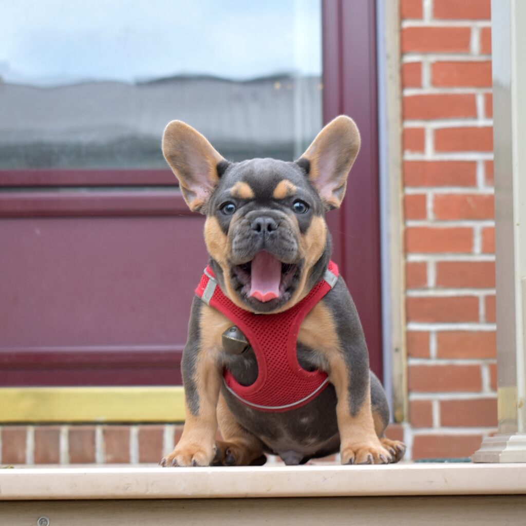 black and tan frenchie puppies near me