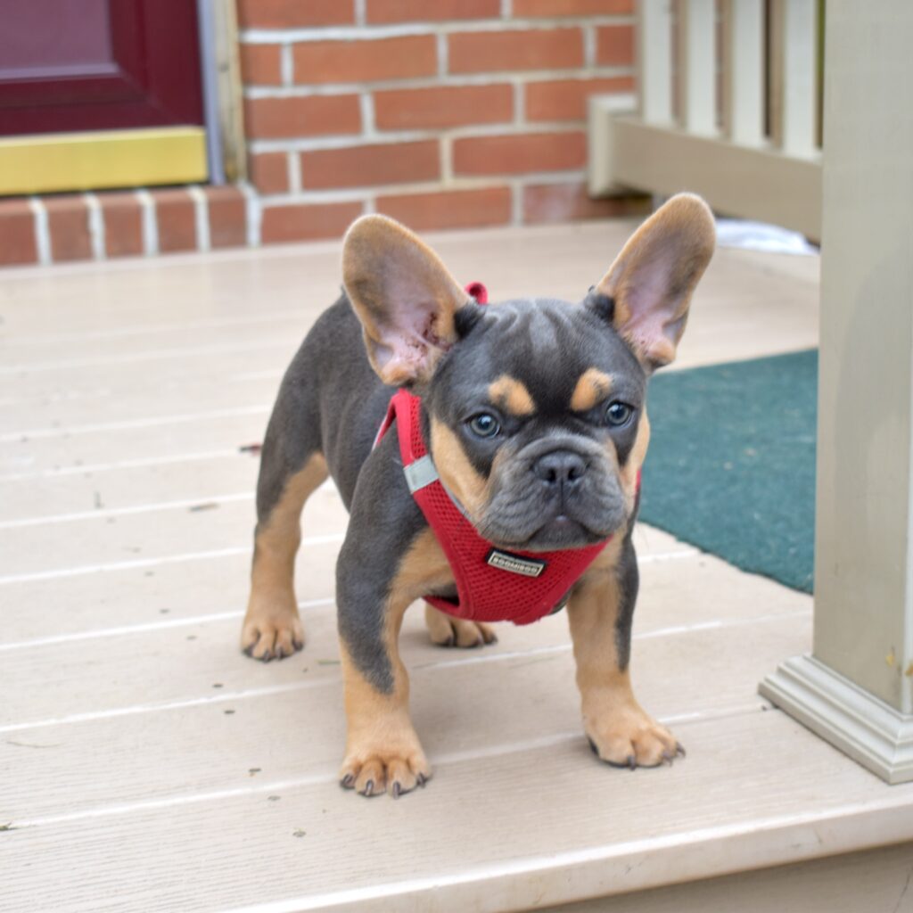 black and tan frenchie puppy