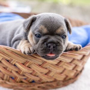black and tan frenchie puppy