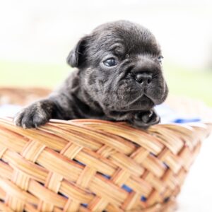black frenchie puppies for sale