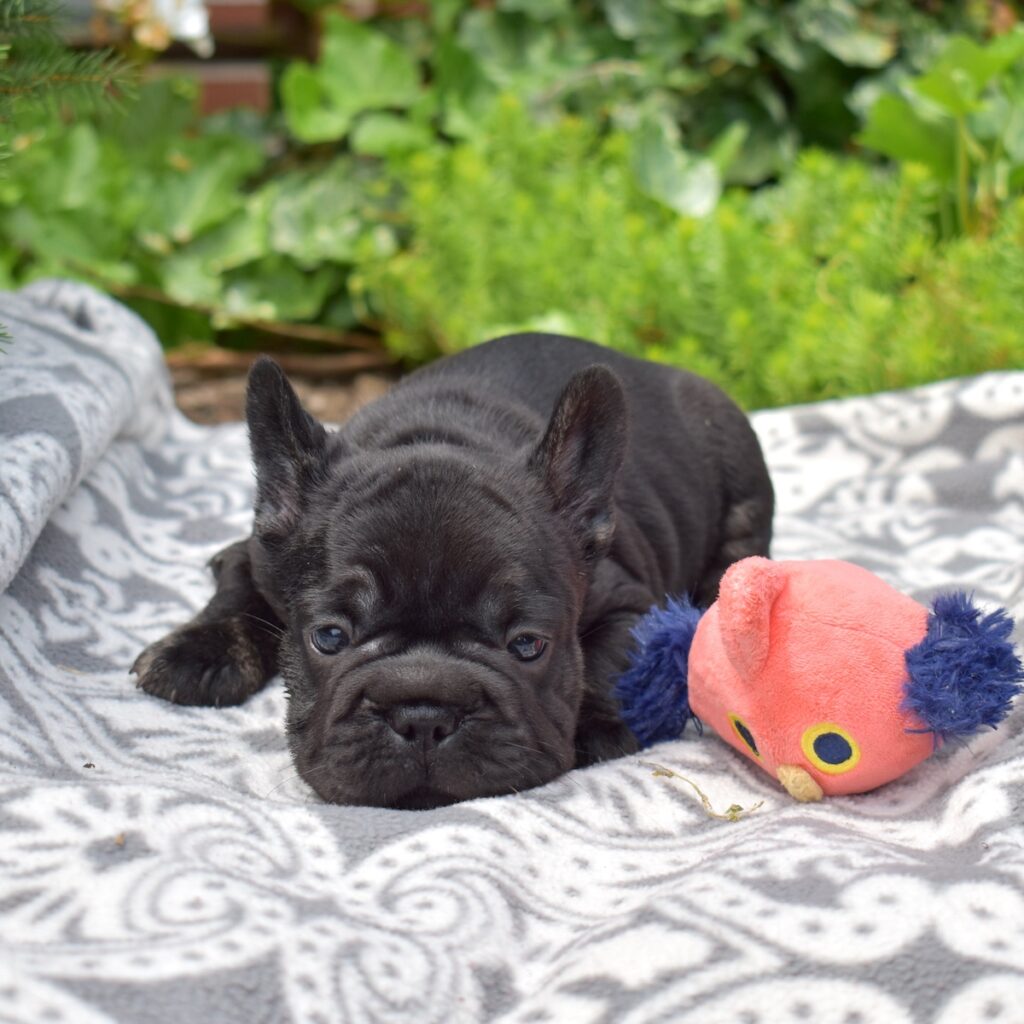blue brindle frenchie