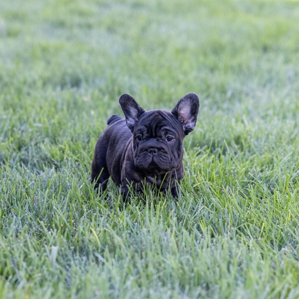 blue brindle frenchie