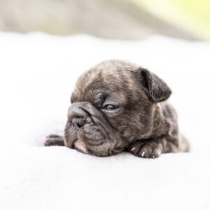 blue brindle frenchie