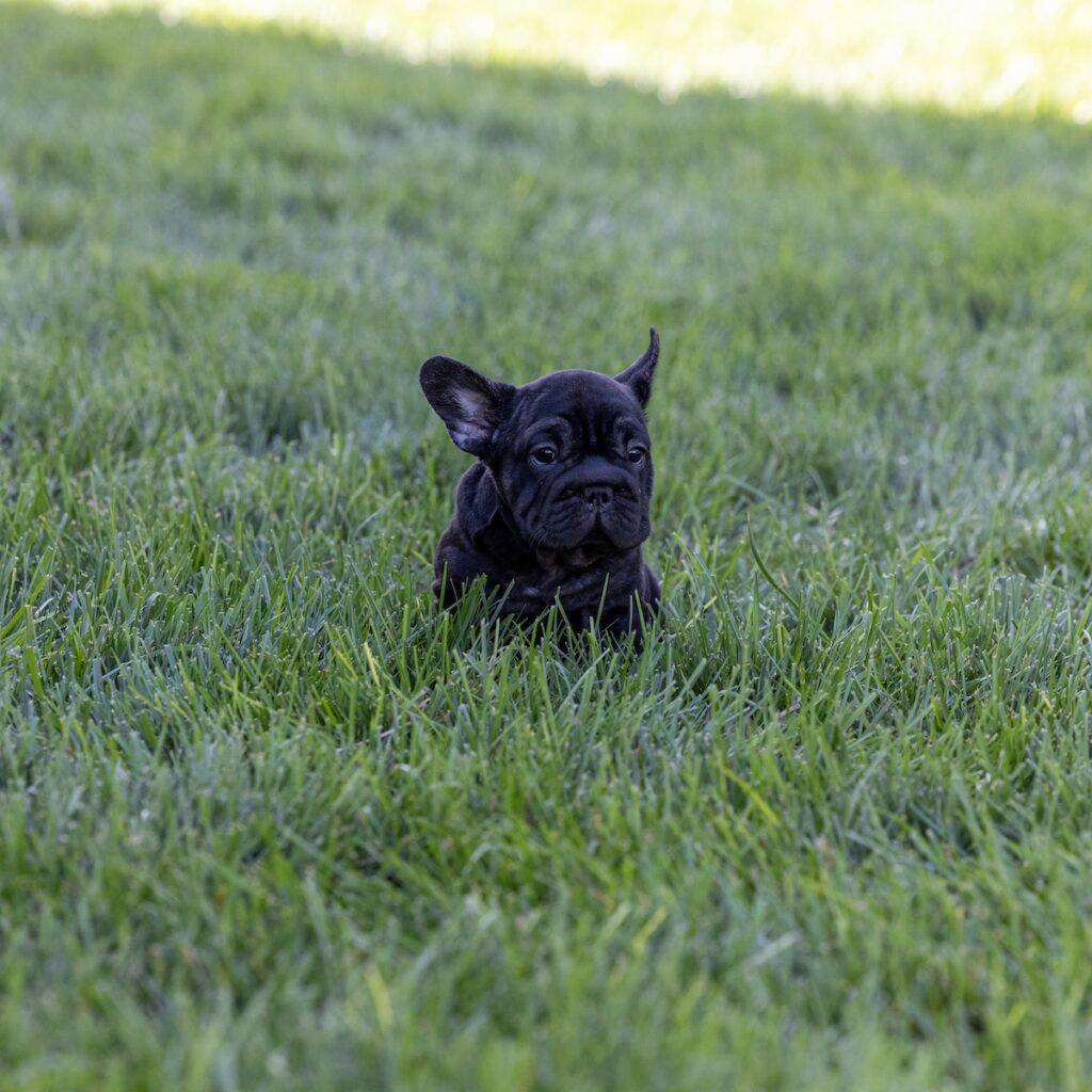 blue brindle frenchie for sale pa