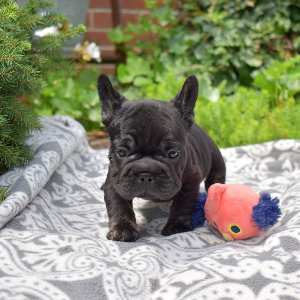 blue brindle frenchie puppies