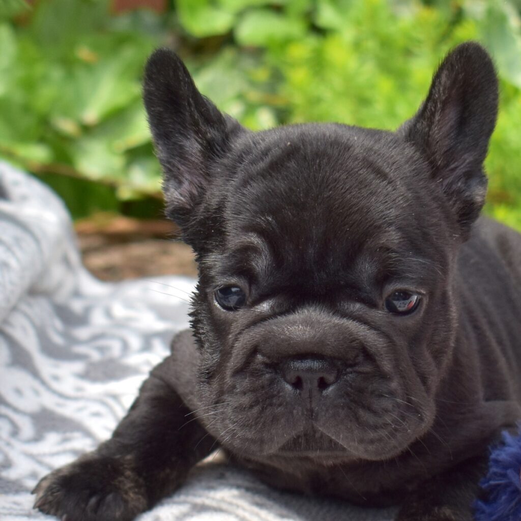 blue brindle frenchie puppy