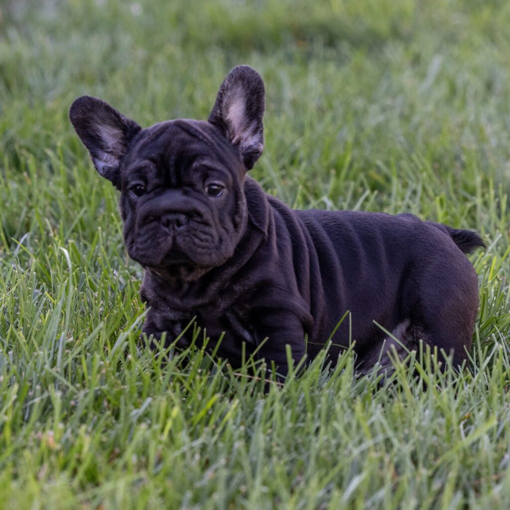 blue brindle frenchie puppy for sale