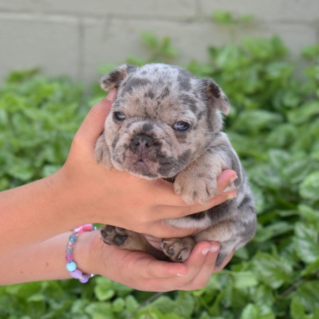 blue merle French bulldog
