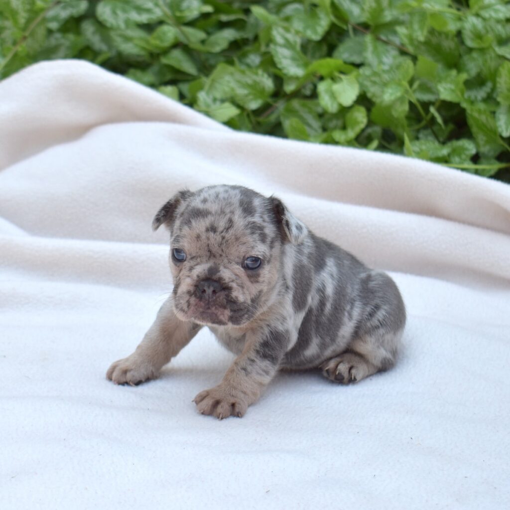 blue merle French bulldog cute