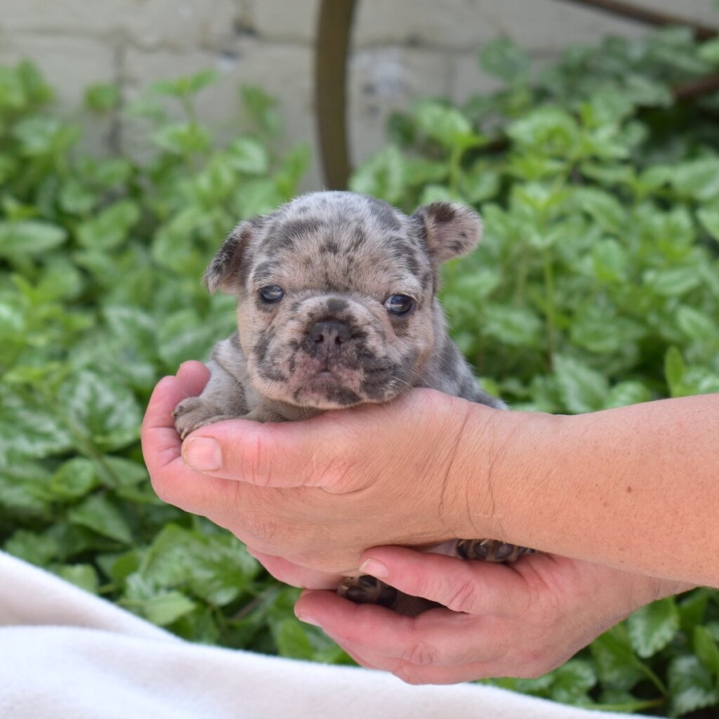 blue merle French bulldog for sale