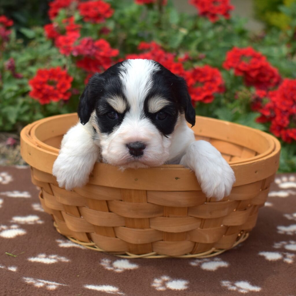 cavachon near me