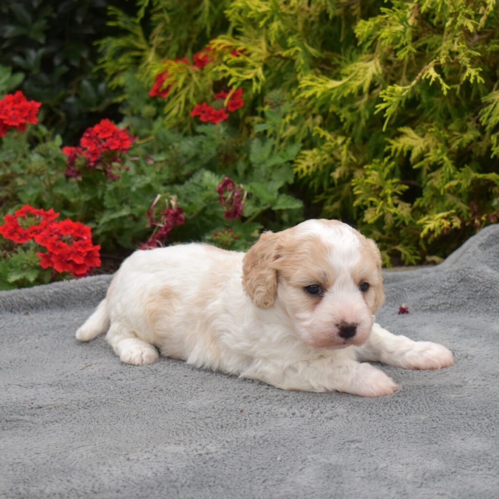 cavachon puppy