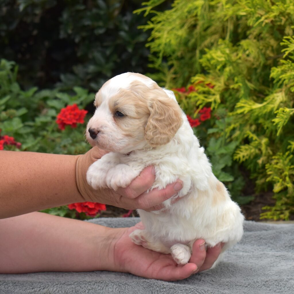 cavachon puppy for sale near md